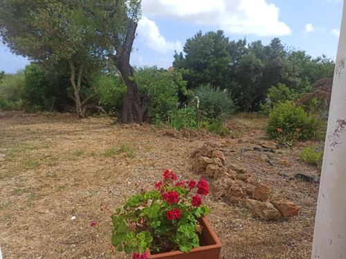 a flower pot with red flowers in a yard at Alojamento Casa Maria in Moncarapacho
