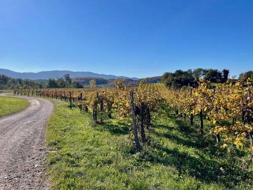 a vineyard on the side of a road at Vipava View Studio Apartments in Šempas