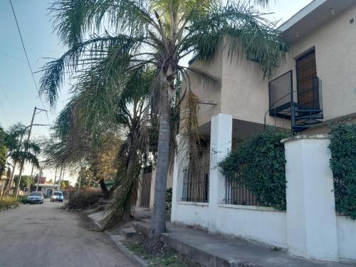 a palm tree in front of a building at Departamento de los pájaros in Cordoba