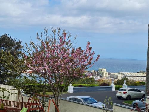 a tree with pink flowers in a parking lot at Castle Heights in Ardglass
