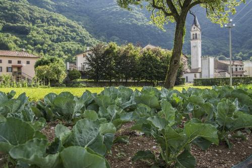 a field of cabbage in front of a church at Locanda Solagna in Quero