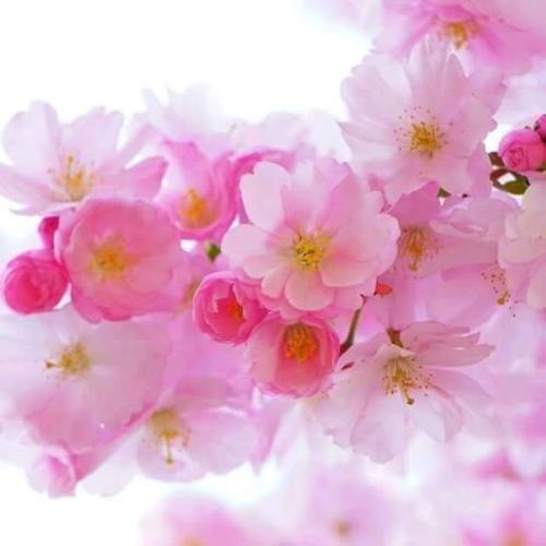 Beskydy one and only Grand Chalets Hotel Wallachia