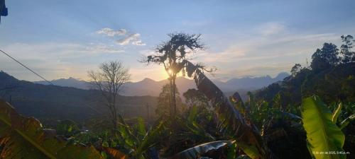 a tree on top of a mountain with the sunset at Vista Farallones Hostel in Jardin