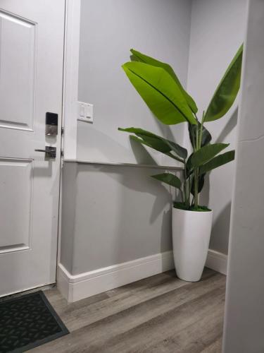 a plant in a white pot next to a door at 2 bedroom basement-All Incl in Fort McMurray