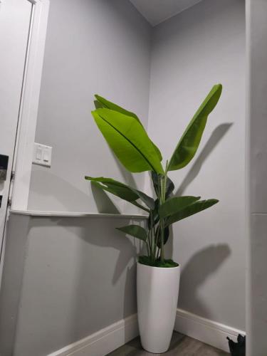 a green plant in a white pot in a room at 2 bedroom basement-All Incl in Fort McMurray