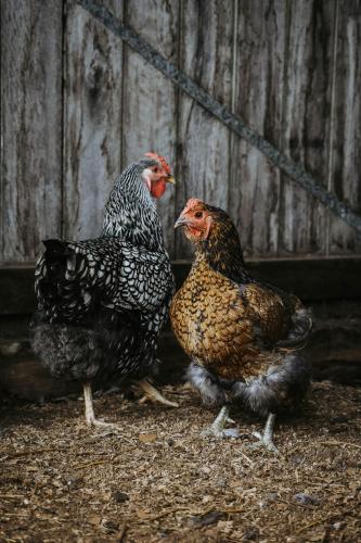 ファームステイの敷地内または近くにいる動物