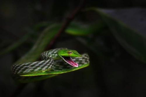 a snake with its tongue sticking out on a green leaf at Royal Mountain Edge ,Knuckles in Rangala