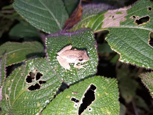 a frog sitting on top of a green leaf at Royal Mountain Edge ,Knuckles in Rangala