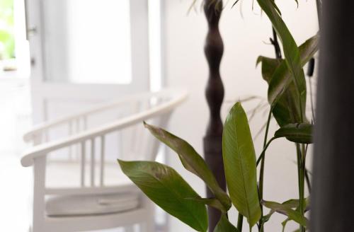a green plant sitting next to a white shelf at Eiwa House in Ubud