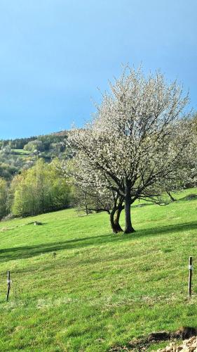 a tree in the middle of a green field at Tu W Dolinie in Ropica Górna