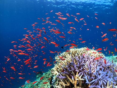 a school of fish on a coral reef at TIDA Ishigaki in Ishigaki Island