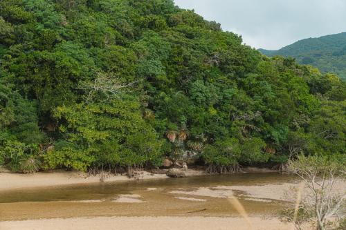 a group of trees on the shore of a river at TIDA Ishigaki in Ishigaki Island