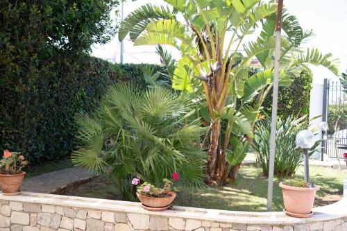 a garden with plants in pots on a wall at From Flori in Terrasini