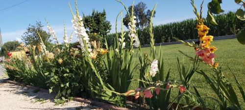 a garden with some flowers in a yard at Cascina Olmetto di Sotto in Ghedi