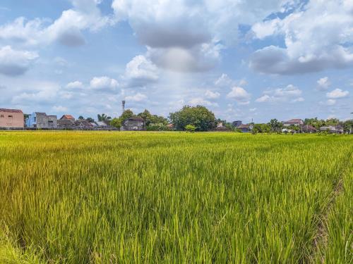 a field of green grass with houses in the background at Palma Villa Homestay Klaten in Kuwoso