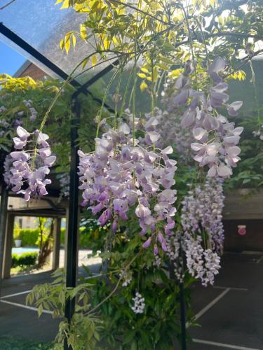 a bunch of purple flowers hanging from a tree at Logis Hôtel Victor Hugo & Spa in Besançon