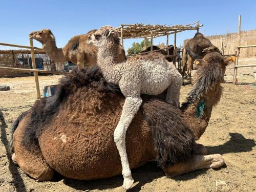 ホテルの敷地内または近くにいる動物