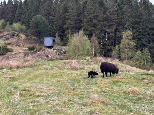 a black sheep and a baby sheep standing in a field at Birdbox Bergen in Bergen