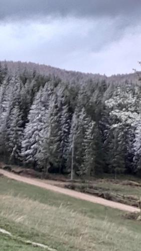 a bunch of trees on the side of a road at Cabana Diana Dealul Frumos in Hănăşeşti