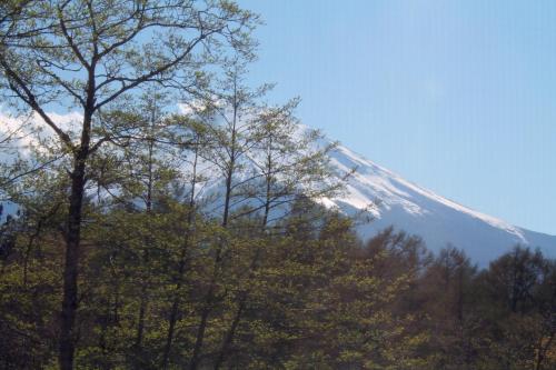 a snow covered mountain with trees in front of it at 彩の宿虹 in Yamanakako