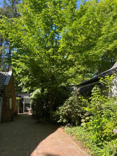 a large tree in the middle of a driveway at de Merel in Vught