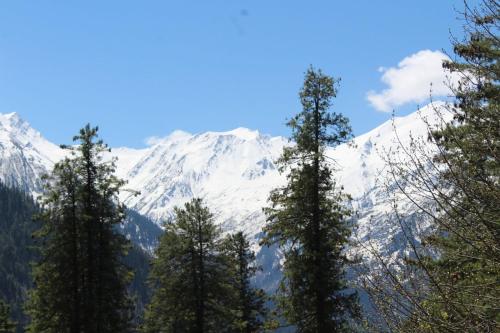 a group of pine trees in front of a snow covered mountain at Mysterious Kutla Cottage,Kutla, Tosh in Chhorang