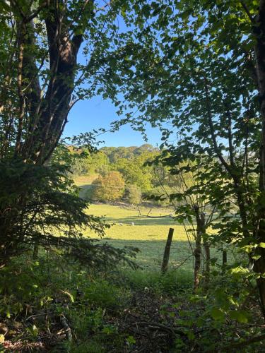 a view of a field through the trees at Llanerch in Bala