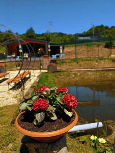 a flower pot with red flowers in it next to a pond at PAMJA Guest House in Bărăşti