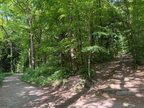 a forested road with trees on either side at Appartement cosy et calme avec parking et terrasse privés in Cravanche