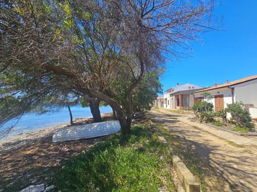 a tree sitting on the side of a beach at Acqua Chiara Beachfront Home in Putzu Idu