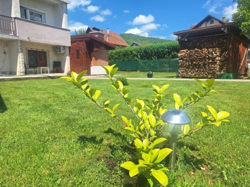 a small plant in the grass in a yard at Studio Spa Sweet Nest jacuzzi-sauna-bazen in Otočac