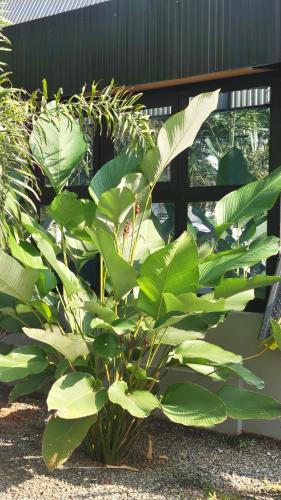a plant with large green leaves next to a building at Cherry Blossoms Chalet in Kozhikode