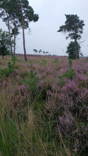 a field filled with purple flowers and trees at Zola Lodge in Rucphen