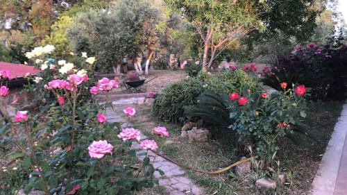 a garden with pink roses and other flowers at Camera Friuli in Nettuno