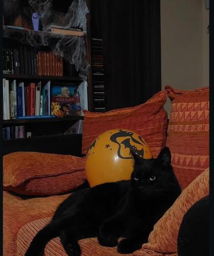a black cat laying on top of a bed at La Taverna dell'Oasi in Manoppello