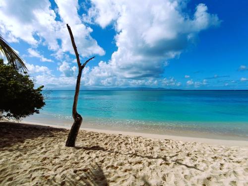 a tree in the sand on a beach at Kaz a Klemence Gite creole avec piscine et table dhotes a Anse Bertrand in Anse-Bertrand