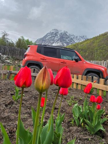 a group of red flowers in front of a truck at Boutique Hotel Mazeri in Mazeri