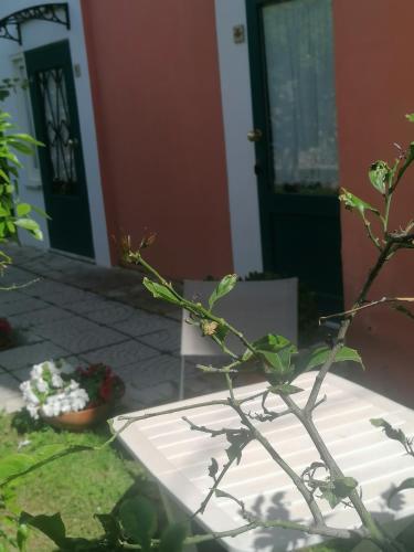 a plant in front of a house with a door at B&B Villa Machi in Paola