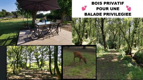un collage de photos avec une table de pique-nique et un cerf dans un parc dans l'établissement Maison avec grand jardin & bois privé en Dordogne, à Minzac