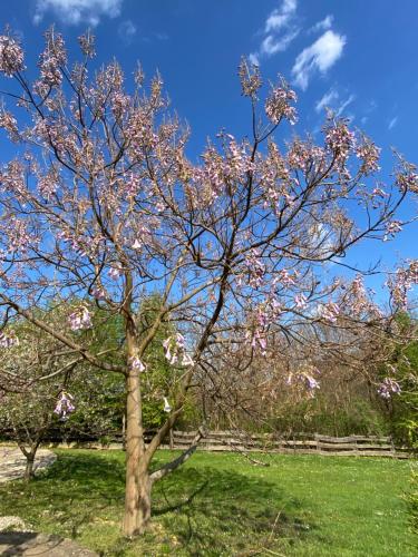 a tree with pink flowers on it in a field at Parádsasvári Sasfészek in Parád