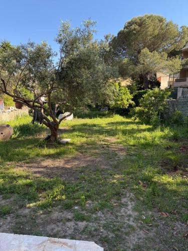 un arbre au milieu d'une prairie dans l'établissement Cozy Studio in Cannes, à Cannes