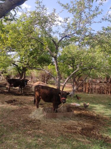a cow drinking water from a bucket in a field at "Martin" guest house in Kara-Talaa