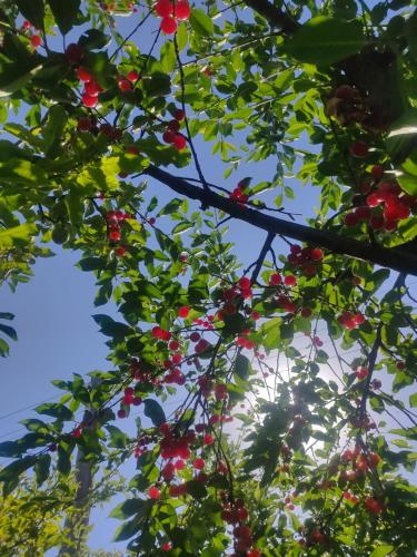 a branch of a tree with red berries on it at "Martin" guest house in Kara-Talaa