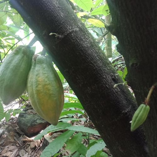 dos melones verdes colgando de un árbol en Vanillafarms, en Wayanad