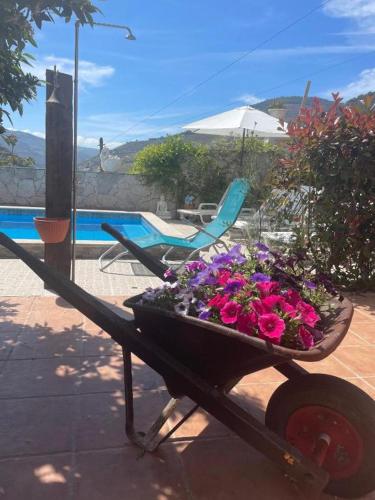 a wheelbarrow filled with flowers on a patio at Casa Nunes in Pinhão