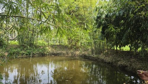 a river in the middle of a forest at Coffeeisland vintage stay in Meenangadi