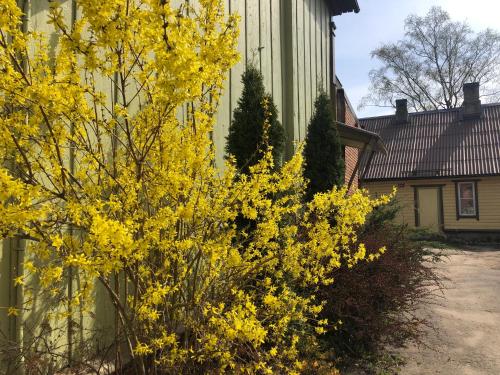 a yellow tree in front of a building at Lille Lux Apartment in Viljandi