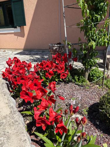 a bunch of red flowers in a garden at Bed and Breakfast Villa Iris in Mošćenička Draga