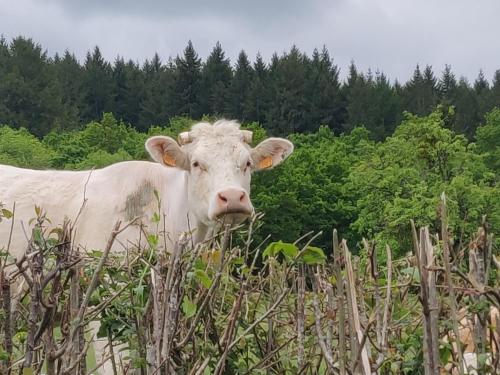 a white cow is standing in a field at Auberge de La Chaloire in La Petite-Verrière