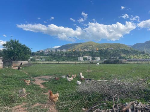 a group of chickens standing in a field at PANORAMIC VIEW Xhanari Guesthouse Tepelene in Tepelenë